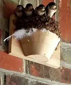 The Birdhouse Chick Barn Swallow Nest Cups - Set Of 2