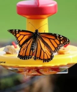 Songbird Essentials Butterfly Feeder With Nectar - Hang Or Pole Mount 5 Songbird Essentials Butterfly Feeder With Nectar - Hang Or Pole Mount