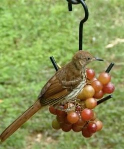 Nature House Fruit, Jelly & Mealworm Feeders Large Capacity Fruit Feeder