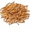 Bug Company Live Mealworms-Bulk Options