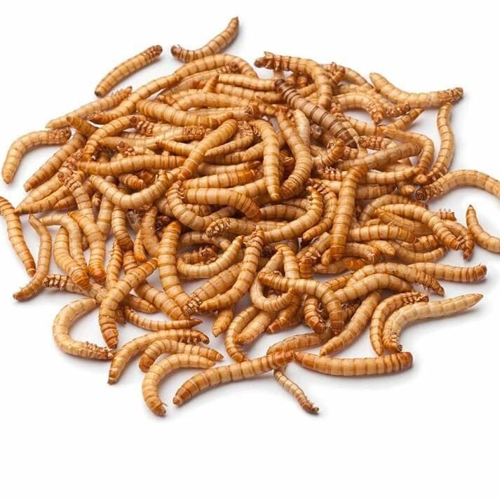 Bug Company Live Mealworms-Bulk Options 3 Bug Company Live Mealworms-Bulk Options