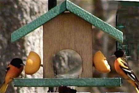 Songbird Essentials Oriole Feeder Cedar-Fruit & Jelly Fruit, Jelly & Mealworm Feeders 3 Songbird Essentials Oriole Feeder Cedar-Fruit & Jelly Fruit, Jelly & Mealworm Feeders
