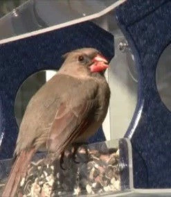 Nature Products USA Recycled Window Bird Feeder-3 Colors Recycled Birdhouses 8 Nature Products USA Recycled Window Bird Feeder-3 Colors Recycled Birdhouses