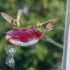 Droll Yankees Hummingbird Feeders Window Mount Hummingbird Feeder 2 Droll Yankees Hummingbird Feeders Window Mount Hummingbird Feeder