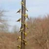 Songbird Essentials Yellow Spiral Finch Feeder-36-inch Thistle Feeders