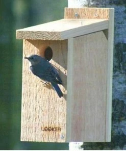Songbird Essentials View Thru Bluebird House-NABS Approved