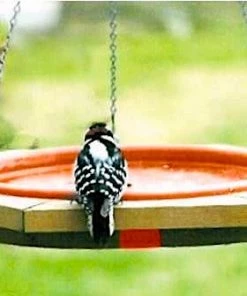 Looker Classic Hanging Wood Bird Bath