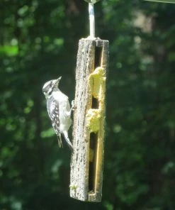 Birds Choice Suet Sandwich Bird Feeder Suet Feeders