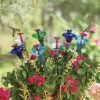 Parasol Mini-Blossom Hummingbird Feeders- Staked