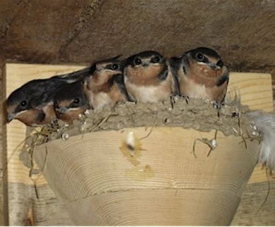 The Birdhouse Chick Barn Swallow Nest Cups - Set Of 2 3 The Birdhouse Chick Barn Swallow Nest Cups - Set Of 2